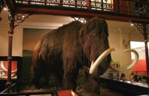 Frugal family days out - A stuffed woolly mammoth   