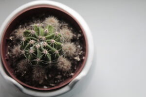 A shot of a round Cacti from above with a white background